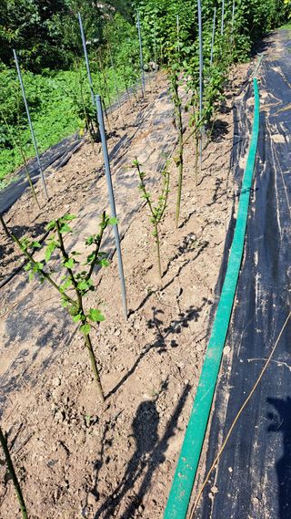 주윤발이님의 딸기 · 영농일지 작성글 사진