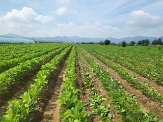 서명석님의 콩 · 영농일지 작성글 사진