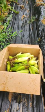 팜모닝 옥수수·영농일지 게시글 이미지