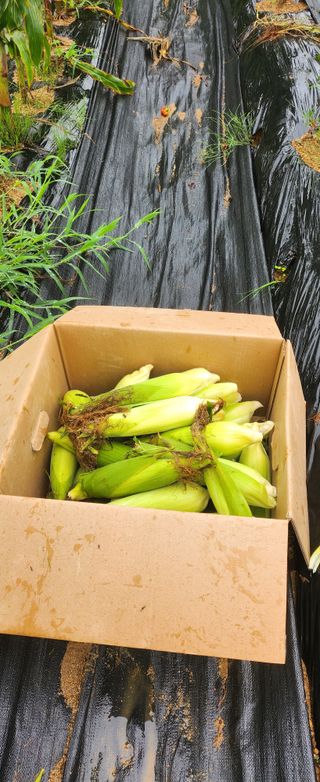 상추22033님의 옥수수 · 영농일지 작성글 사진