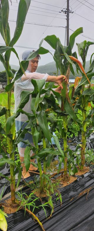 상추22033님의 옥수수 · 영농일지 작성글 사진