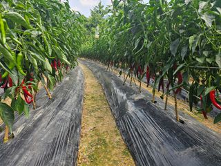 연모 자연의행복님의 고추 · 영농일지 작성글 사진