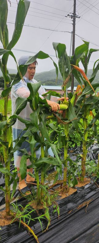 상추22033님의 옥수수 · 영농일지 작성글 사진