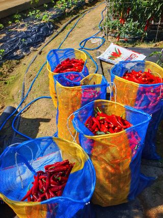 오이8898황산면님의 고추 · 영농일지 작성글 사진