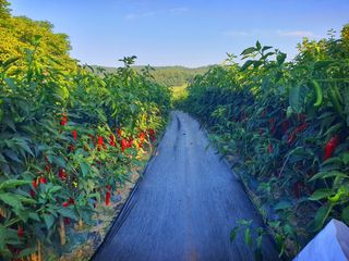 오이8898황산면님의 고추 · 영농일지 작성글 사진