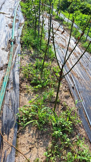 주윤발이님의 딸기 · 영농일지 작성글 사진