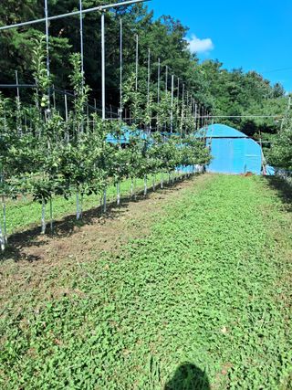 양배추20804님의 사과 · 영농일지 작성글 사진