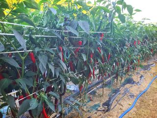 오이8898황산면님의 고추 · 영농일지 작성글 사진