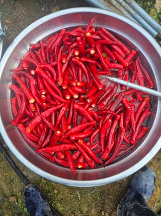 연모 자연의행복님의 고추 · 영농일지 작성글 사진