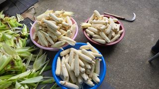  조약돌님의 옥수수 · 영농일지 작성글 사진