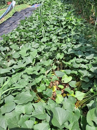 최한기님의 들깨 · 영농일지 작성글 사진