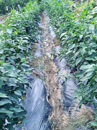 최한기님의 기타작물 · 영농일지 작성글 사진