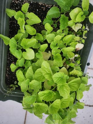 도깨비윤샘 님의 기타작물 · 영농일지 작성글 사진