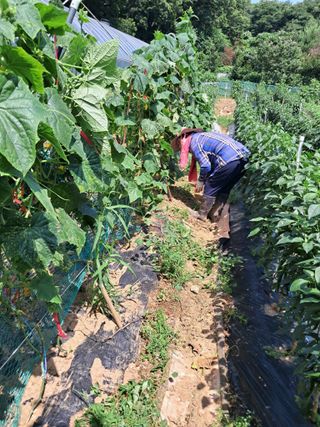 최한기님의 들깨 · 영농일지 작성글 사진