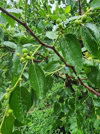 두릅나무6735님의 기타작물 · 영농일지 작성글 사진