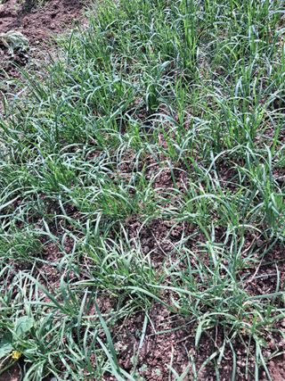 최한기님의 기타작물 · 영농일지 작성글 사진