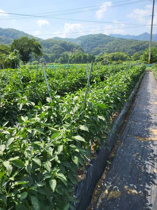 김성열님의 고추 · 영농일지 작성글 사진