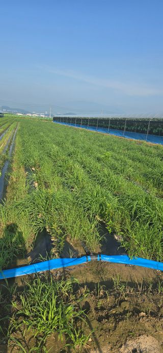 장동휘님의 기타작물 · 영농일지 작성글 사진