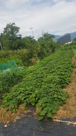 최춘득 청대산 님의 고추 · 영농일지 작성글 사진