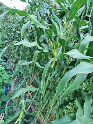 최한기님의 기타작물 · 영농일지 작성글 사진