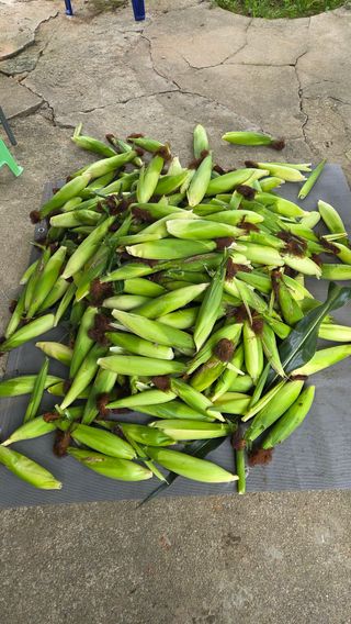  조약돌님의 옥수수 · 영농일지 작성글 사진