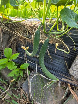 조승희님의 기타작물 · 영농일지 작성글 사진