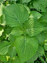 팜모닝 양파·영농일지 게시글 이미지