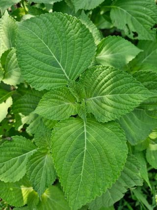 매실향기차향기님의 양파 · 영농일지 작성글 사진