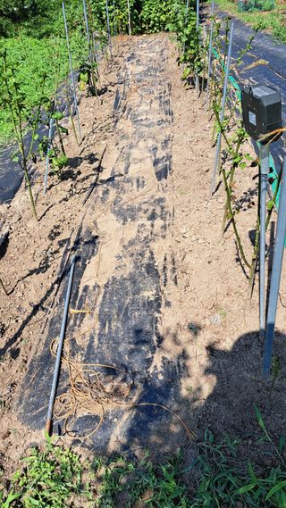 주윤발이님의 딸기 · 영농일지 작성글 사진