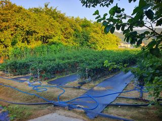 오이8898황산면님의 고추 · 영농일지 작성글 사진