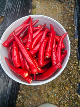 연모 자연의행복님의 고추 · 영농일지 작성글 사진