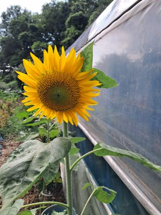 최한기님의 기타작물 · 영농일지 작성글 사진