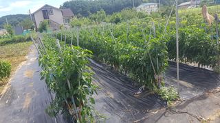 최춘득 청대산 님의 고추 · 영농일지 작성글 사진