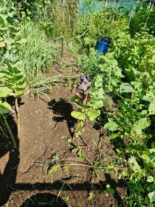 매실향기차향기님의 양파 · 영농일지 작성글 사진