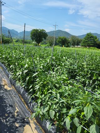 김성열님의 고추 · 영농일지 작성글 사진