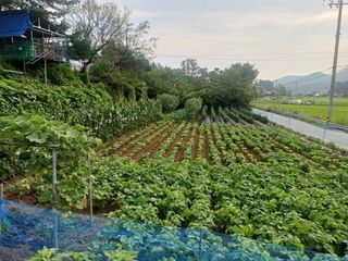 인산님의 기타작물 · 영농일지 작성글 사진