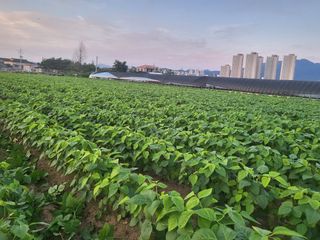 서명석님의 콩 · 영농일지 작성글 사진