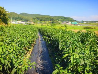 오이8898황산면님의 고추 · 영농일지 작성글 사진