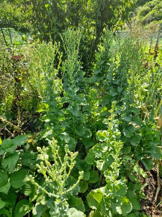 매실향기차향기님의 양파 · 영농일지 작성글 사진