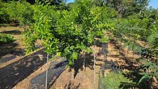 이병희님의 기타작물 · 영농일지 작성글 사진