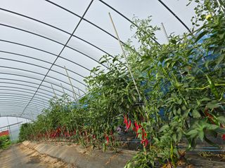 비타민님의 고추 · 영농일지 작성글 사진