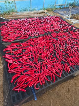 비타민님의 고추 · 영농일지 작성글 사진