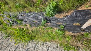 현이님의 고추 · 영농일지 작성글 사진