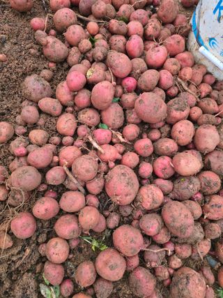 김세리님의 감자 · 영농일지 작성글 사진