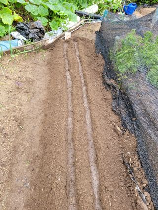 김영규님의 배추 · 영농일지 작성글 사진