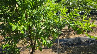 이병희님의 기타작물 · 영농일지 작성글 사진