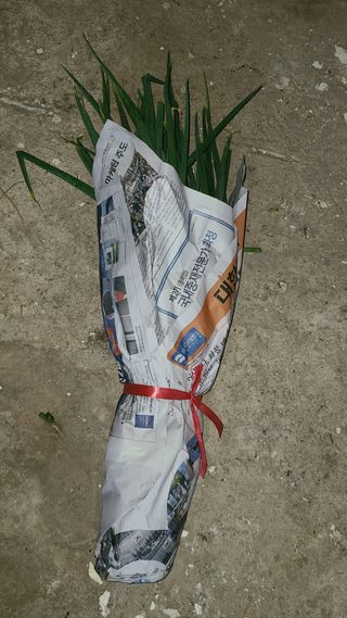 김지연님의 파 · 영농일지 작성글 사진