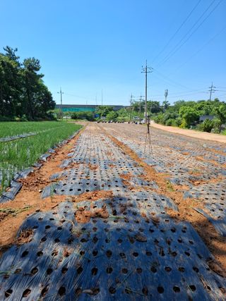 결단이님의 파 · 영농일지 작성글 사진