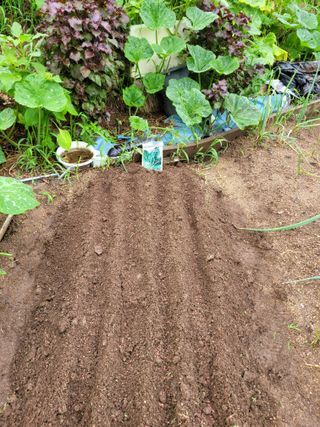 김영규님의 배추 · 영농일지 작성글 사진