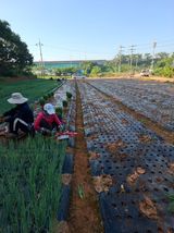 팜모닝 파·영농일지 게시글 이미지